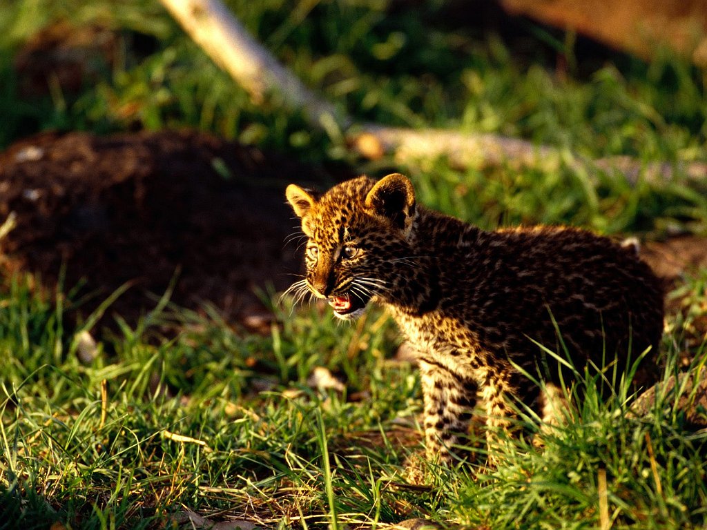 Stand Up and be Heard, African Leopard